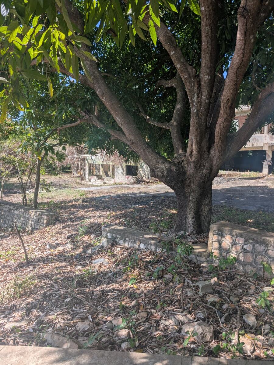 A mature mango tree beside low stone walls, with older buildings behind it