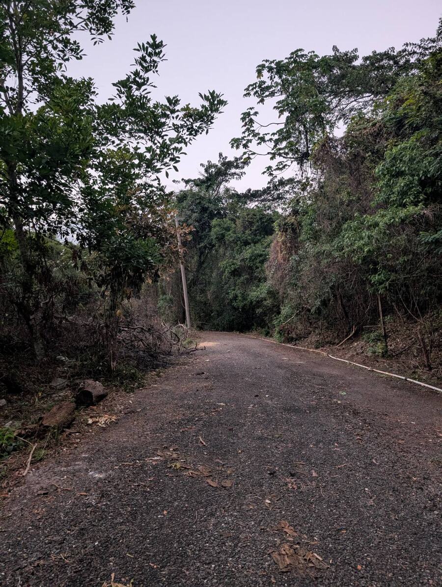 A paved road through dense green trees, with a utility pole beside it